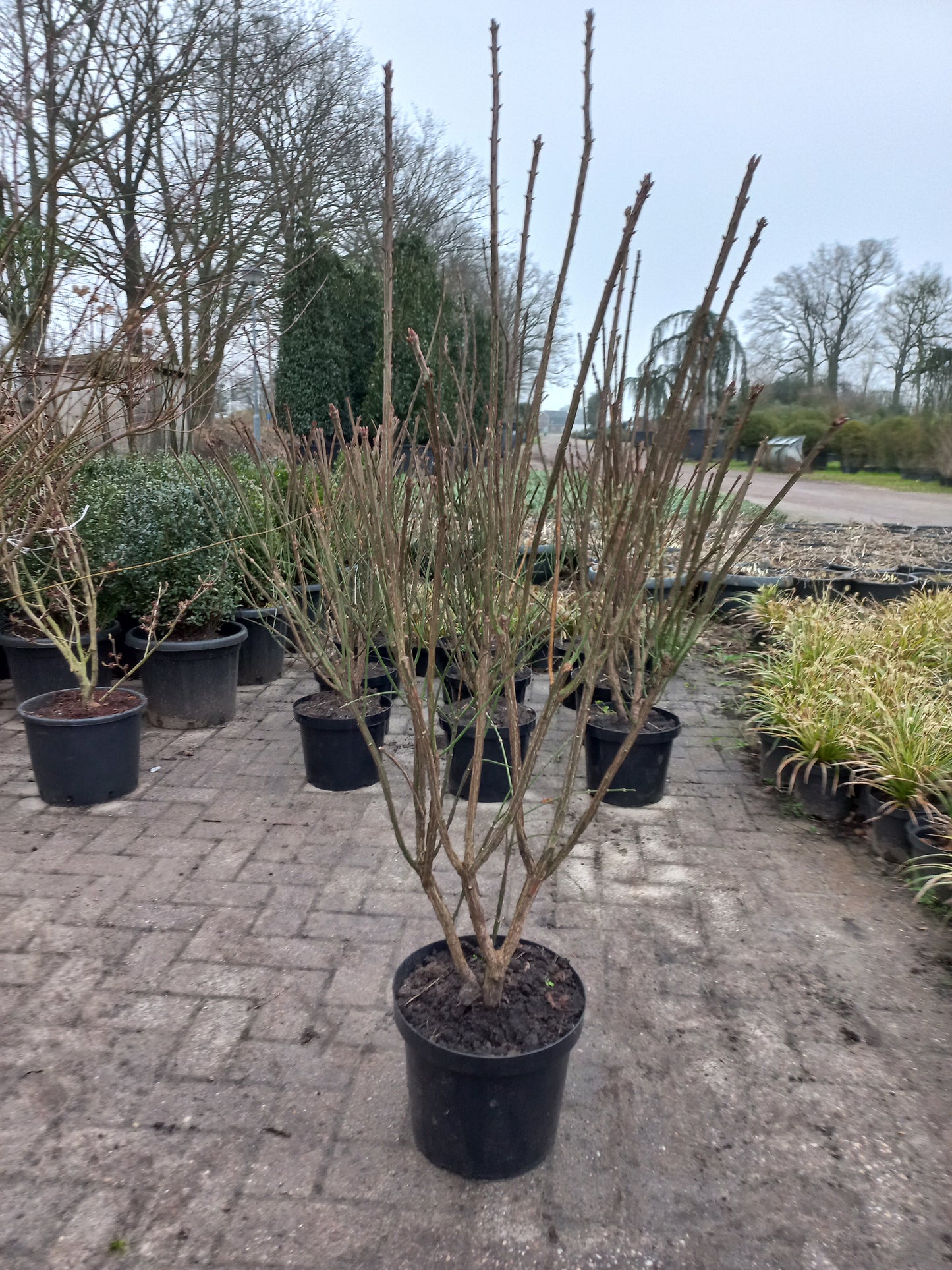 Euonymus alatus Compactus Kardinaalsmuts 80/100