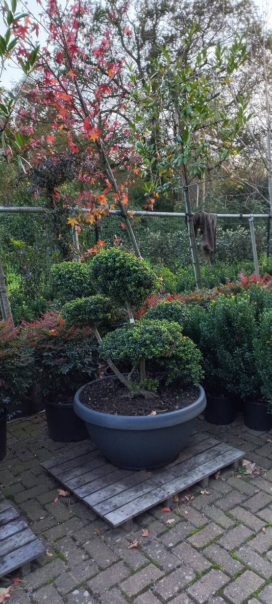 Ilex Crenata bonsai Japanse hulst in Sierpot