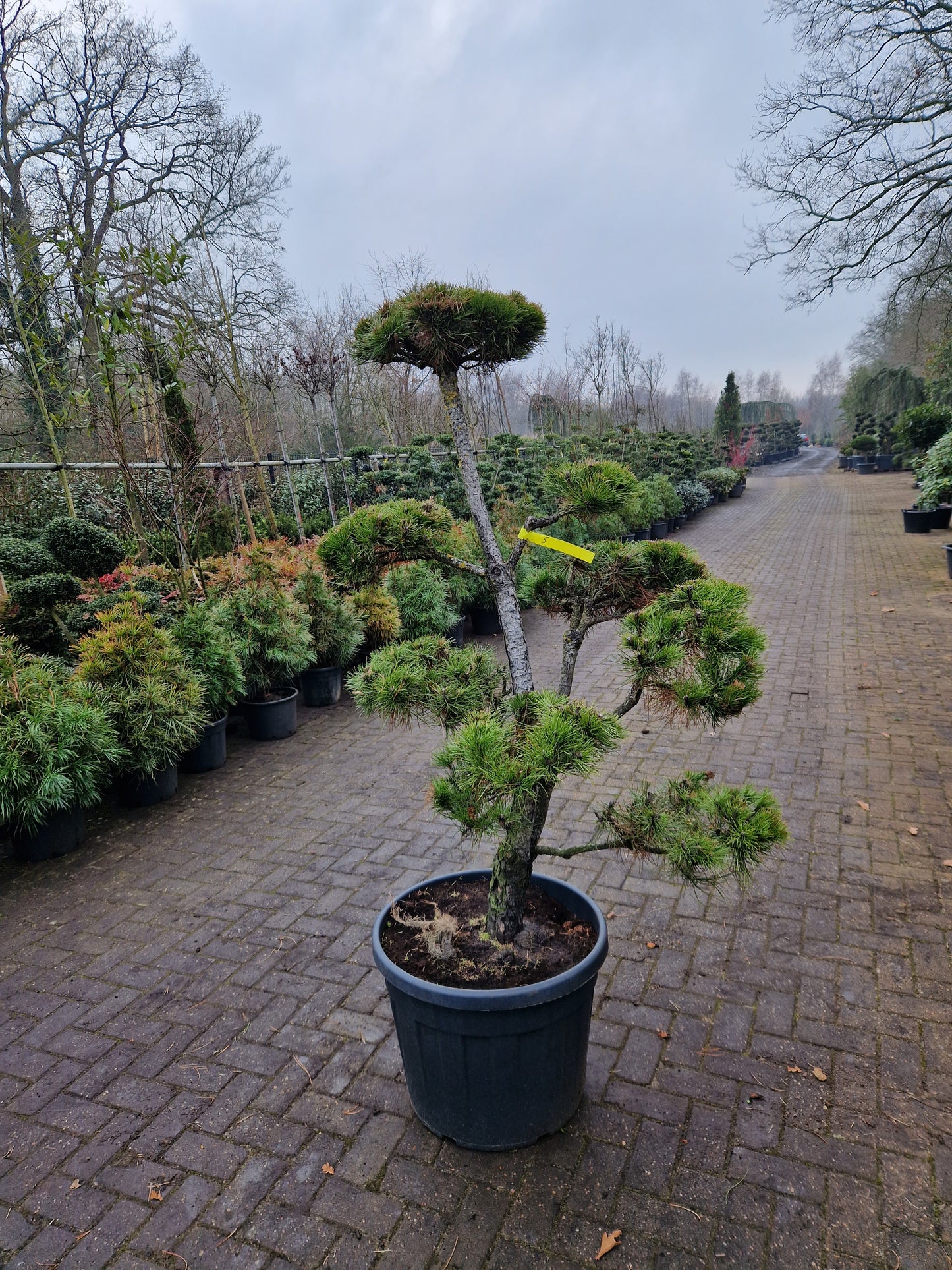 Pinus sylvestris Bonsai 1.5