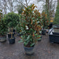 Magnolia Grandiflora Galissonniere 175-200cm