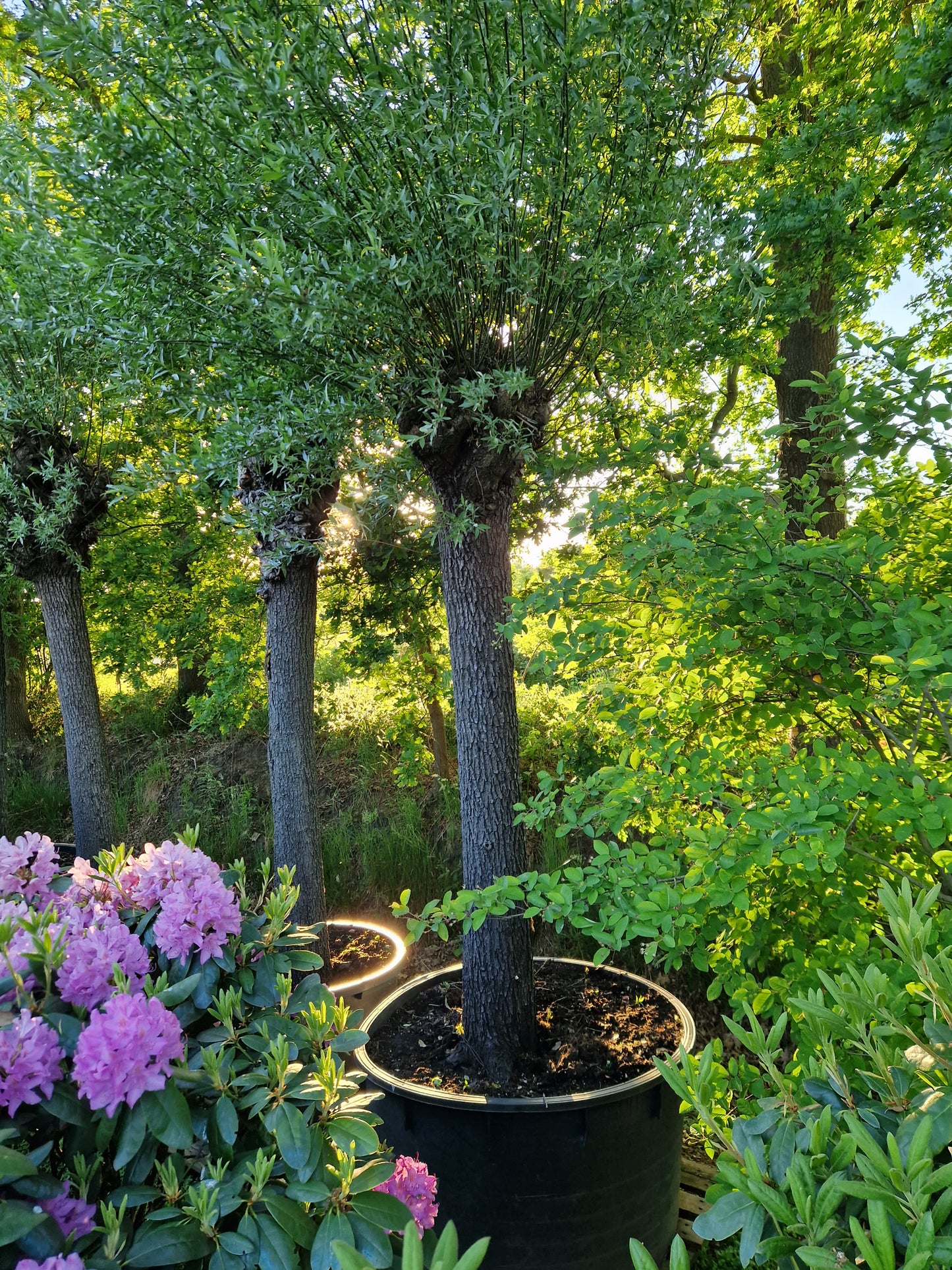 Salix alba Knotwilg XXL 50-60 cm stamomtrek