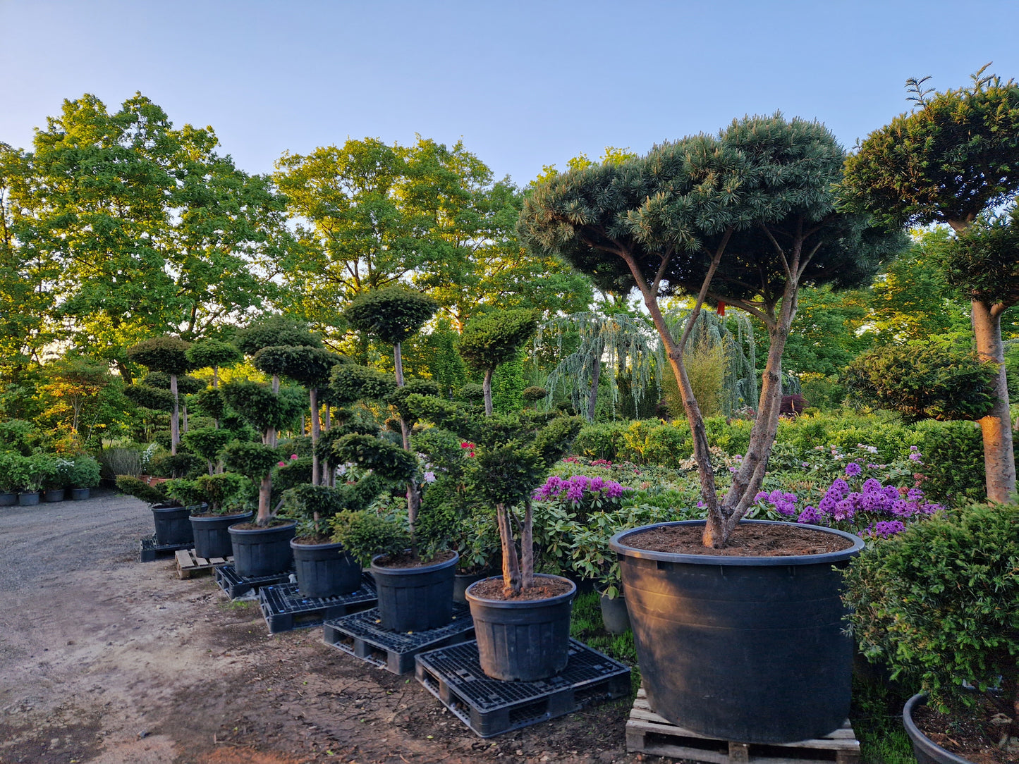 Pinus sylvestris Watereri scherm paraplu