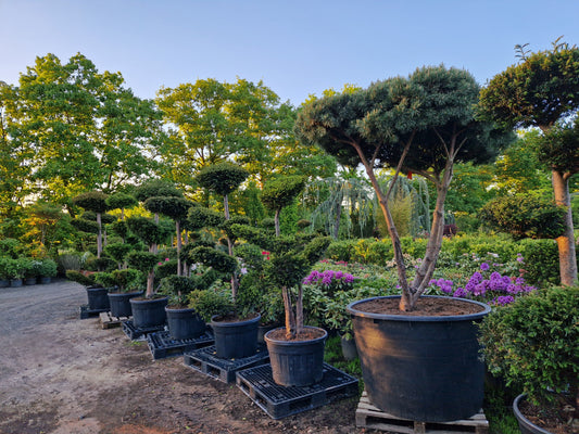 Pinus sylvestris Watereri scherm paraplu