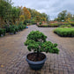 Pinus sylvestris Watereri Bonsai