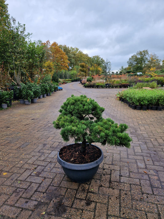 Pinus sylvestris Watereri Bonsai
