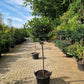 Ilex aquifolium 100cm Hulst op stam 40-50cm Bol