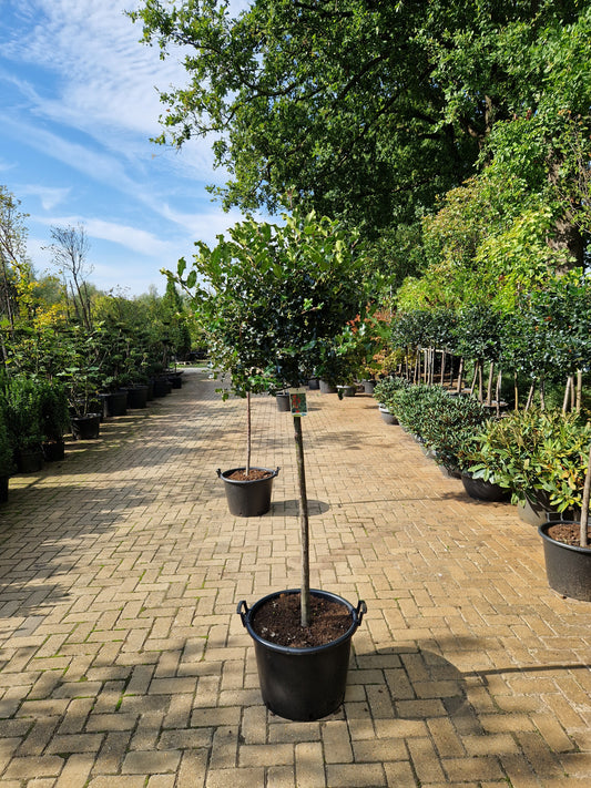Ilex aquifolium 100cm Hulst op stam 40-50cm Bol