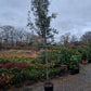 Quercus ilex 10-12cm hoogstam