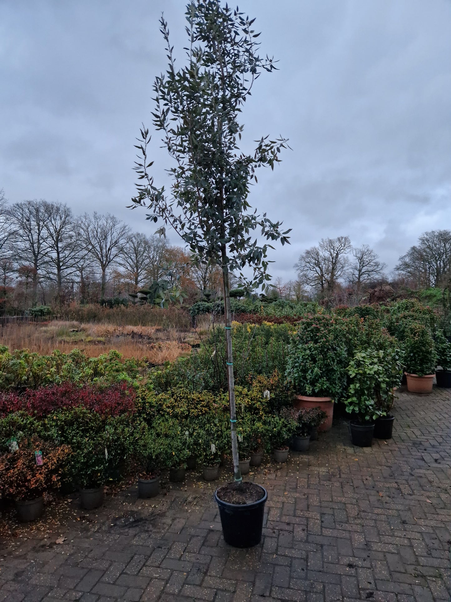 Quercus ilex 10-12cm hoogstam