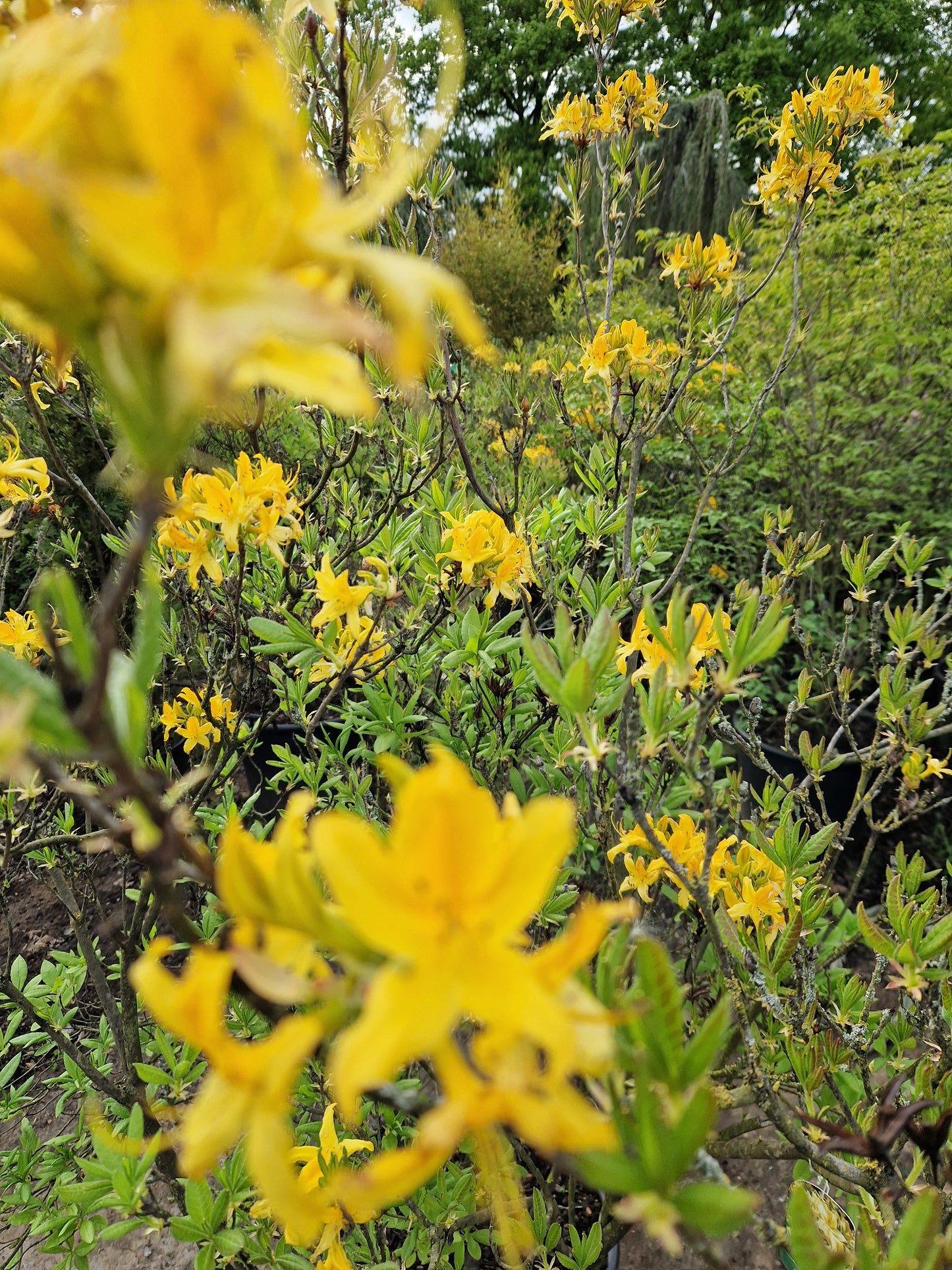 Azalea hybride Pontica XXL Geel