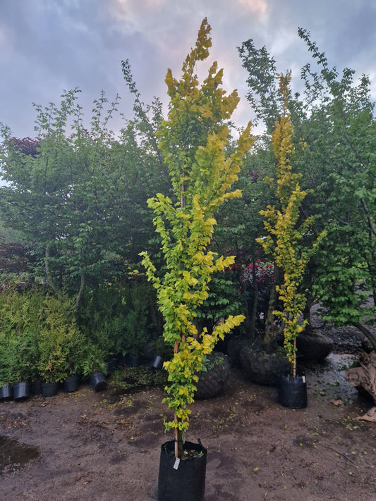 Ulmus hollandica Goudiep