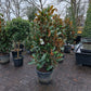 Magnolia Grandiflora Galissonniere 175-200cm