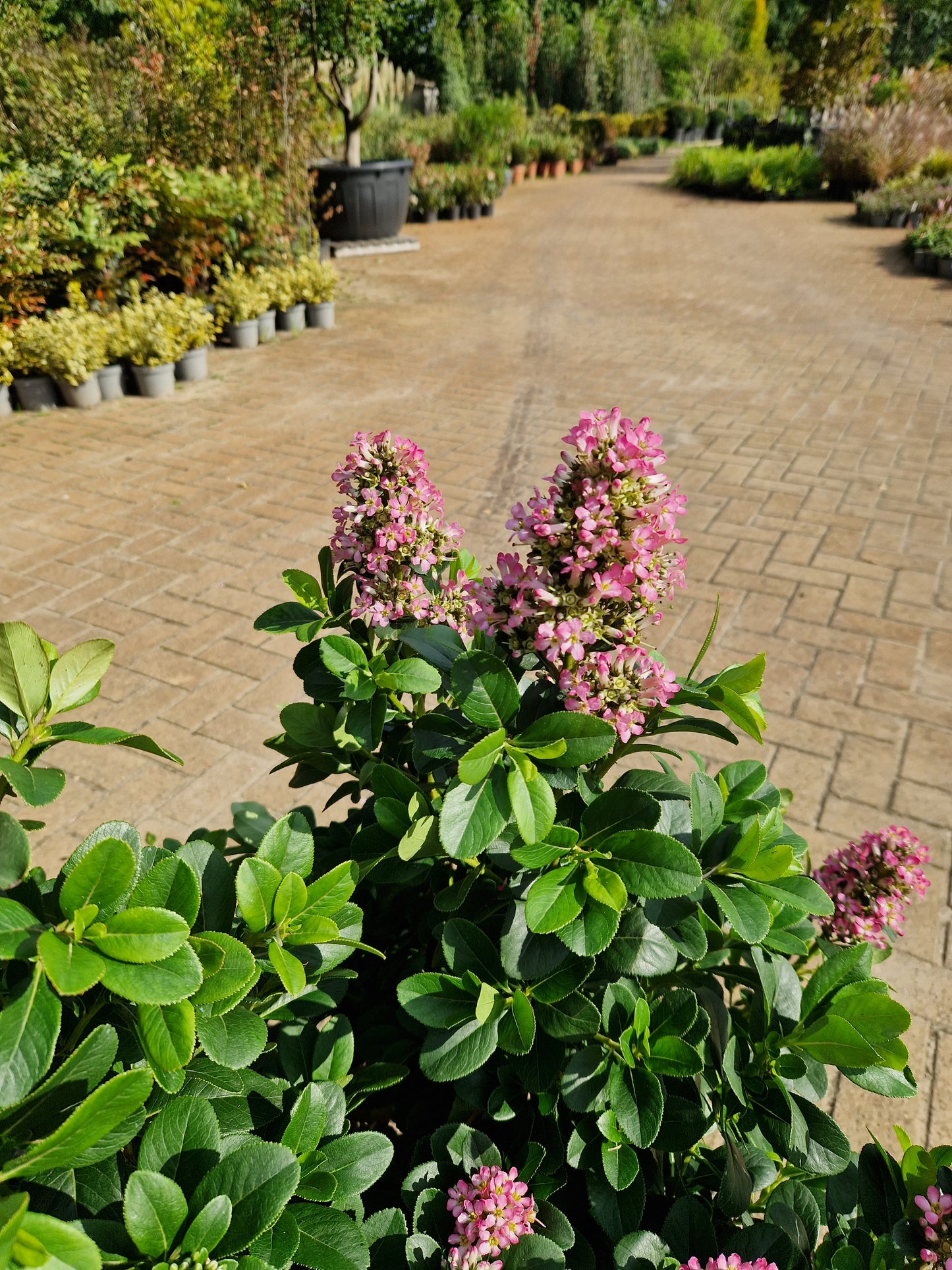 Escallonia laevis Pink Elle