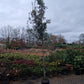 Quercus ilex 10-12cm hoogstam