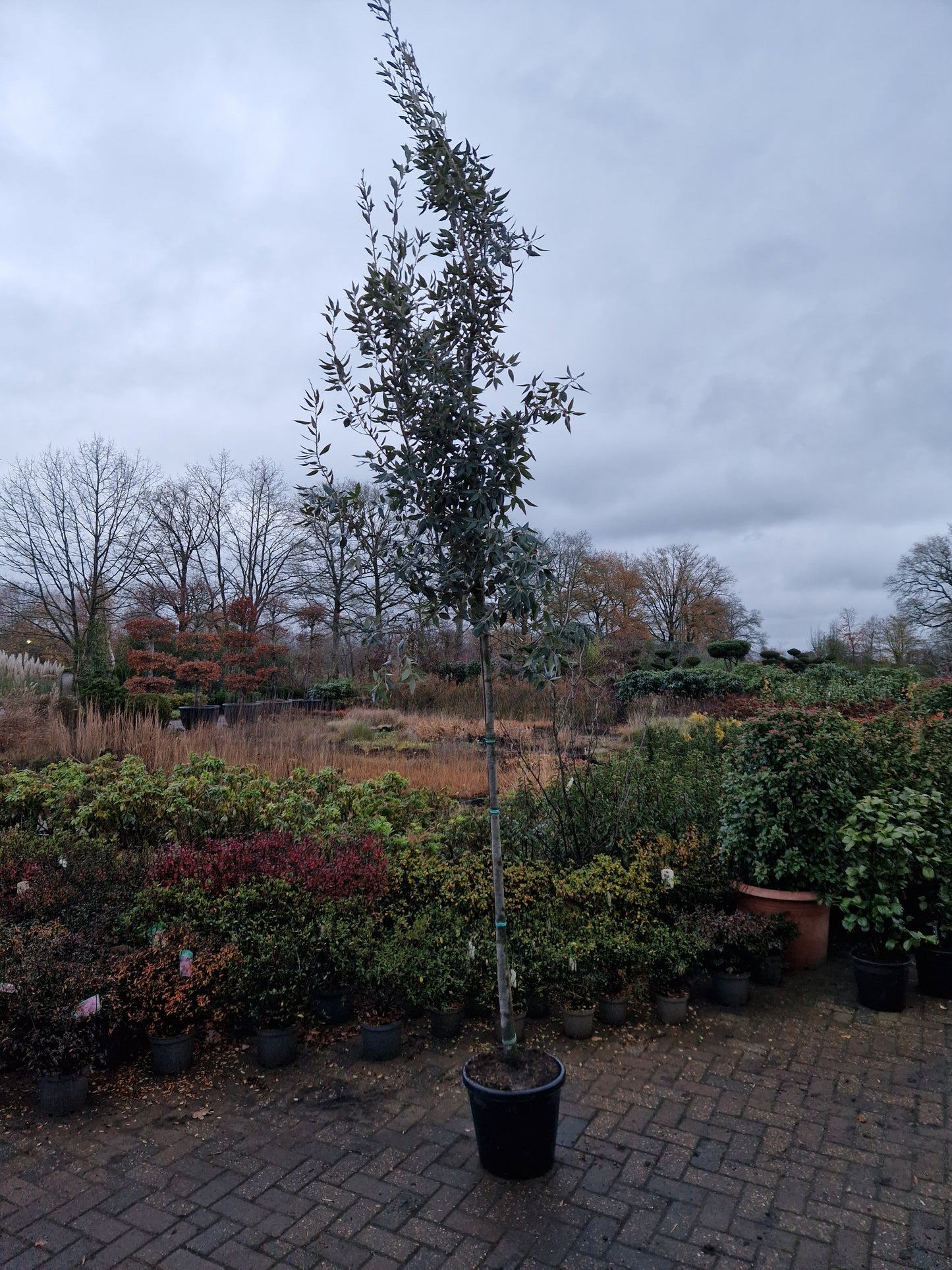 Quercus ilex 10-12cm hoogstam