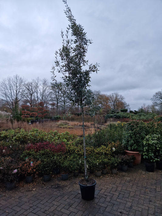 Quercus ilex 10-12cm hoogstam
