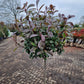 Bol Photinia Fraseri Red robin 100cm stam Glansmispel