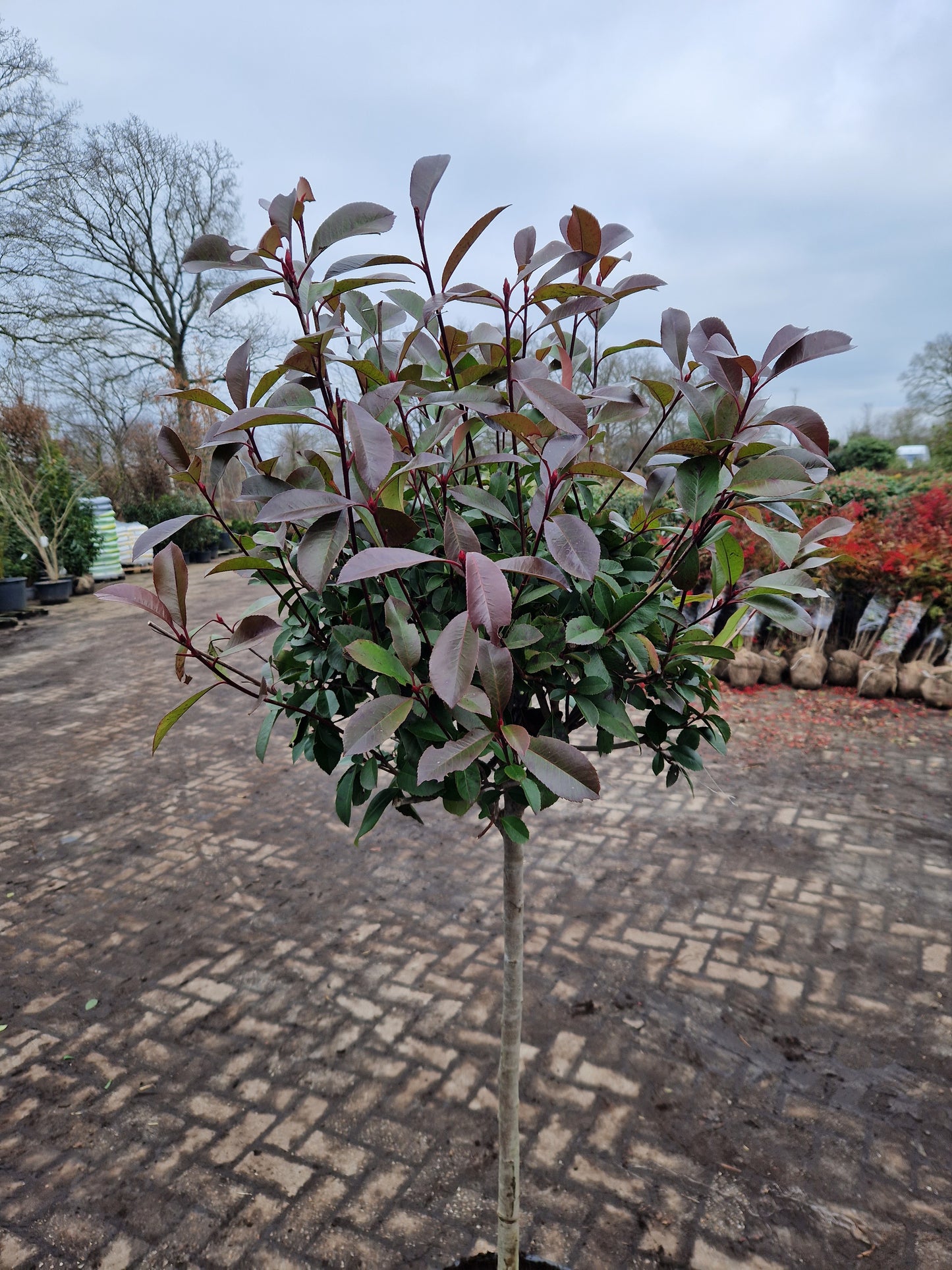 Bol Photinia Fraseri Red robin 100cm stam Glansmispel