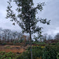 Quercus ilex 10-12cm hoogstam