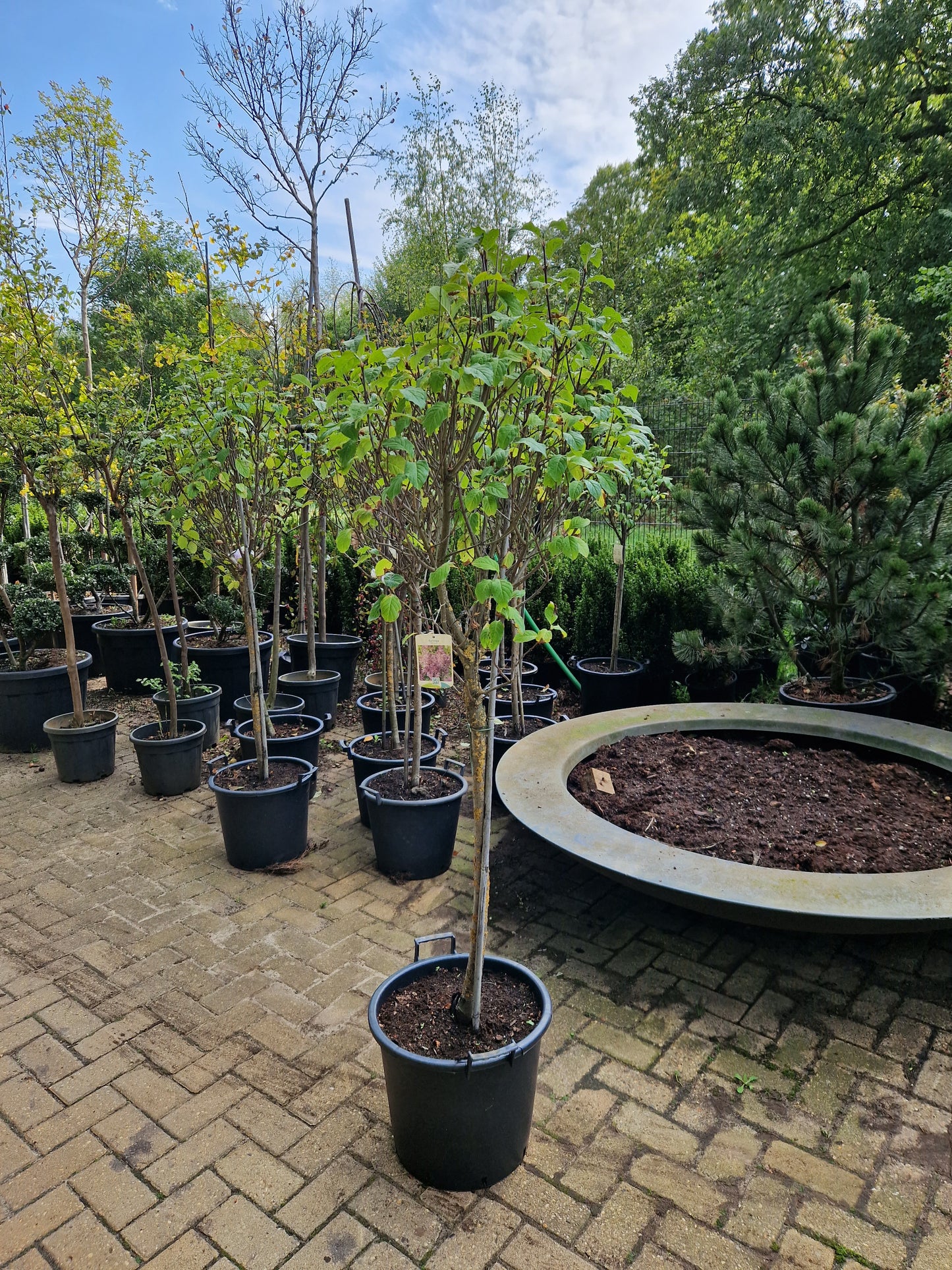 Syringa Minuet Paarse Sering op stam 100cm Dikstammig