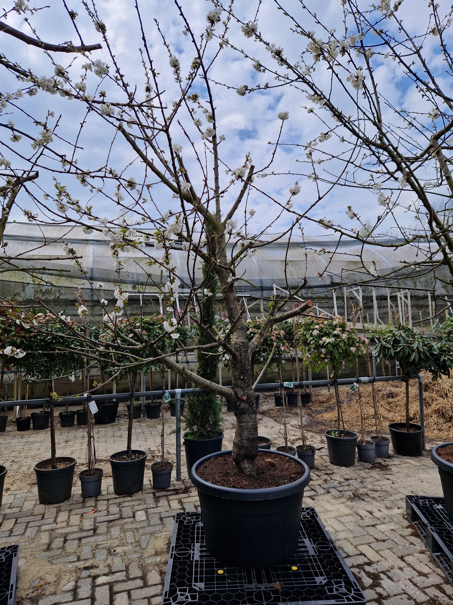 Oude kersenboom Regina