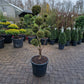 Thuja conifeer bonsai pom pon