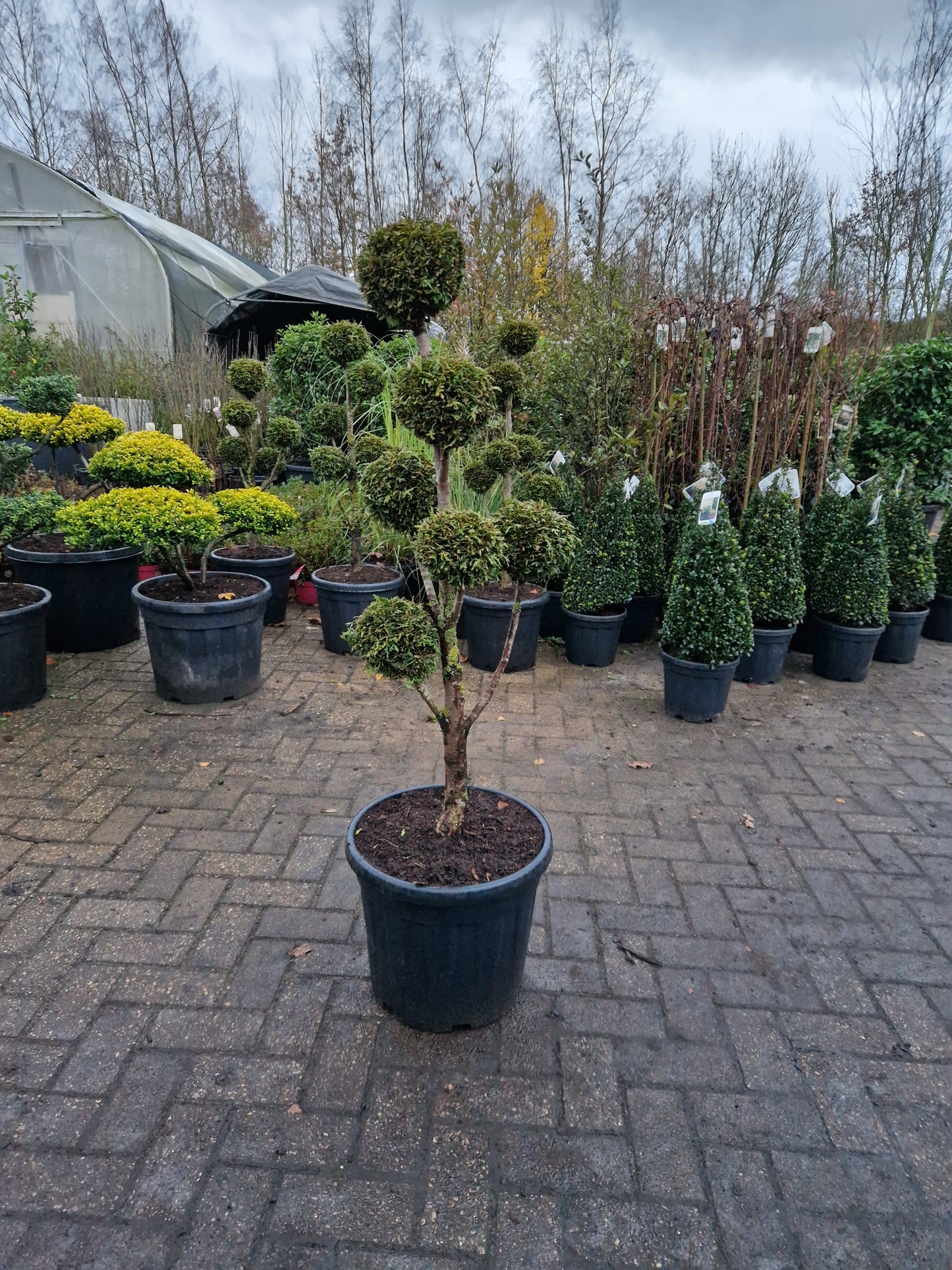 Thuja conifeer bonsai pom pon