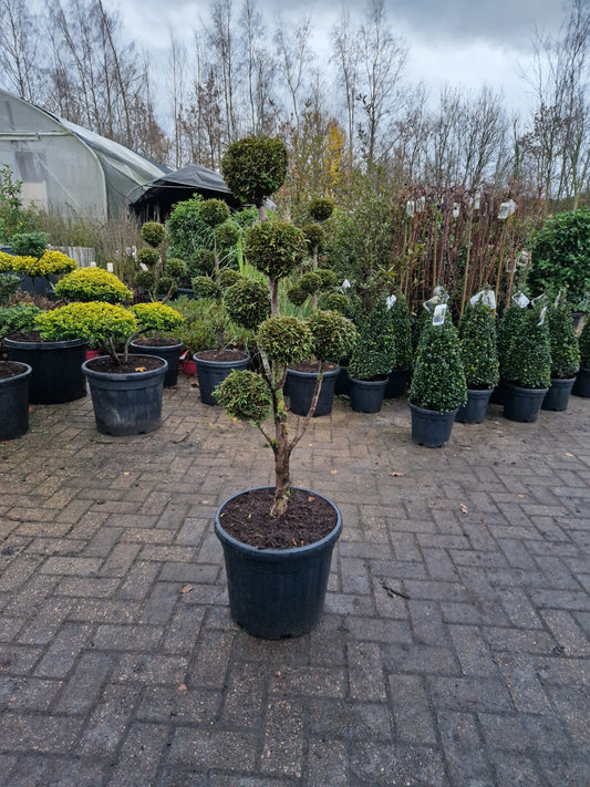 Thuja conifeer bonsai pom pon
