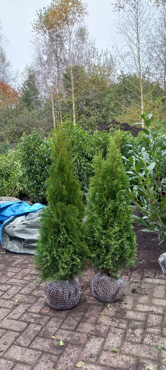 Thuja occidentalis Smaragd Levensboom Conifeer kluit Okt-april