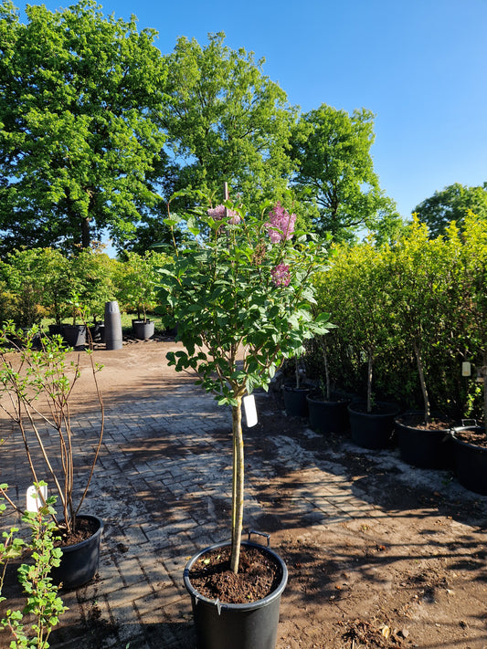 Syringa Minuet Paarse Sering op stam 100cm Dikstammig