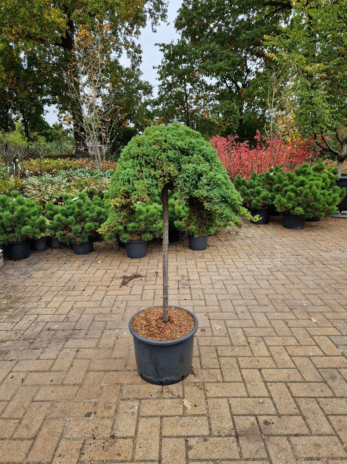 Juniperus procumbens Nana jeneverbes op stam