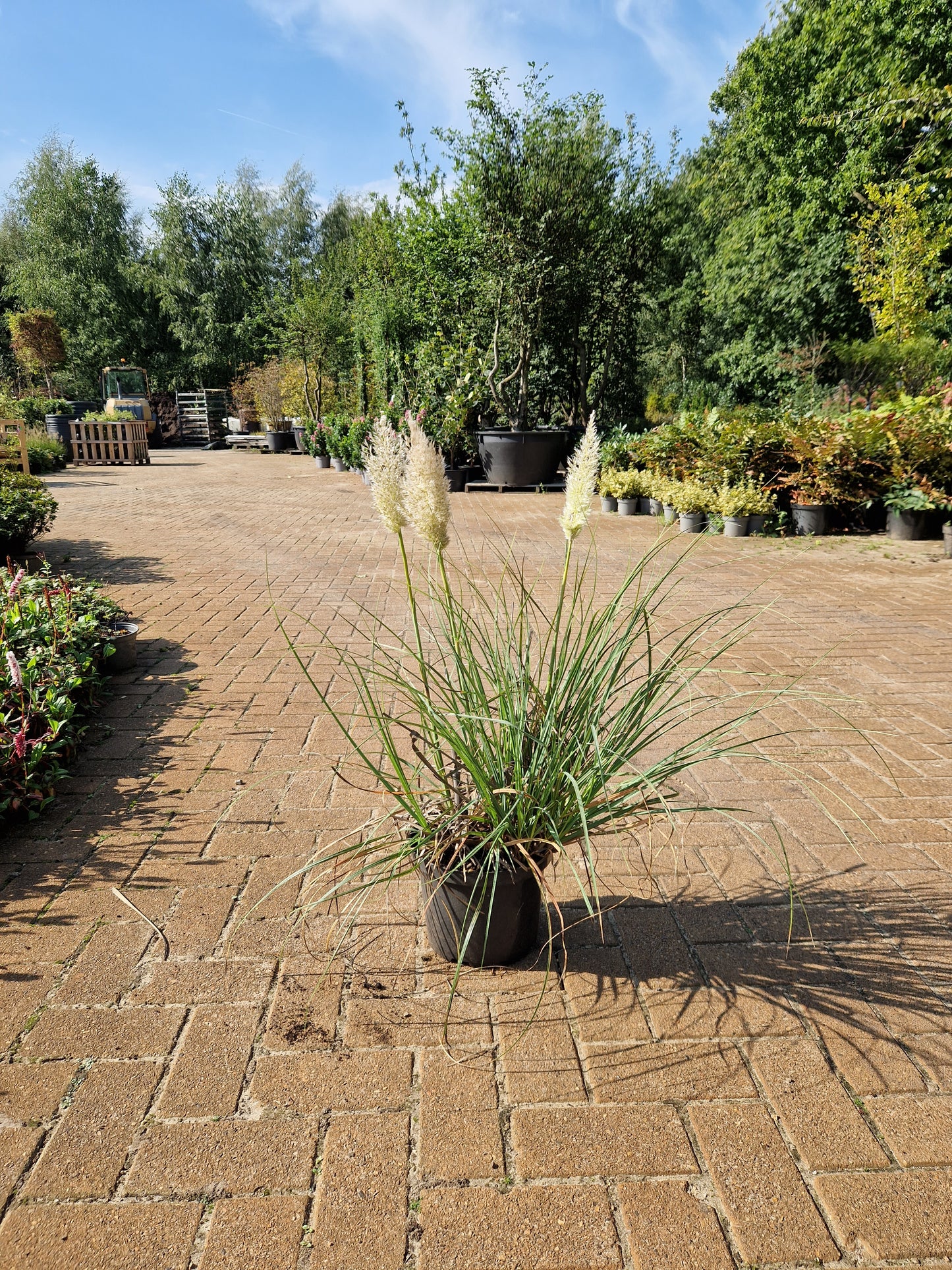 Cortaderia Selloana Tiny pampa Klein mini pampasgras