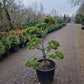 Pinus sylvestris Bonsai 1.6