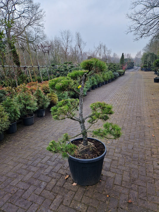 Pinus sylvestris Bonsai 1.6
