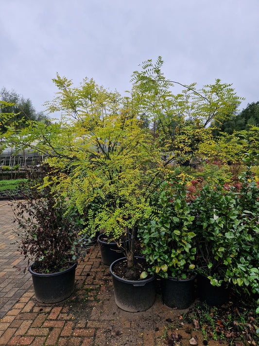 Styphnolobium japonica Honingboom 200-250cm