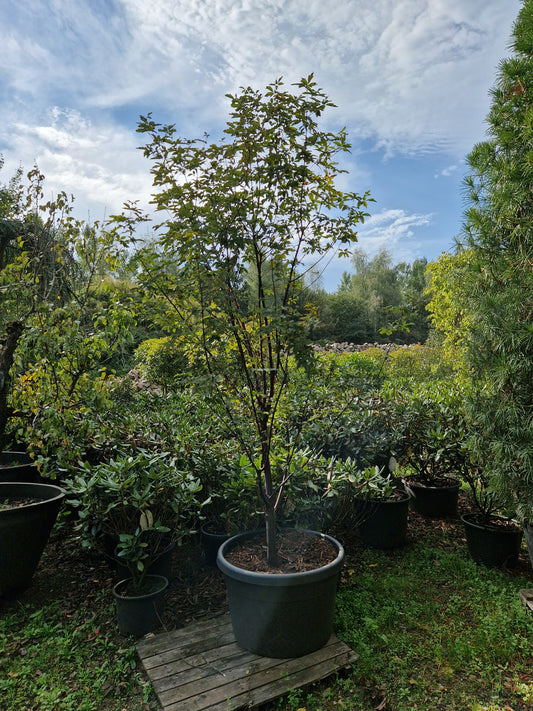 Acer griseum Papieresdoorn XXL 200-250cm