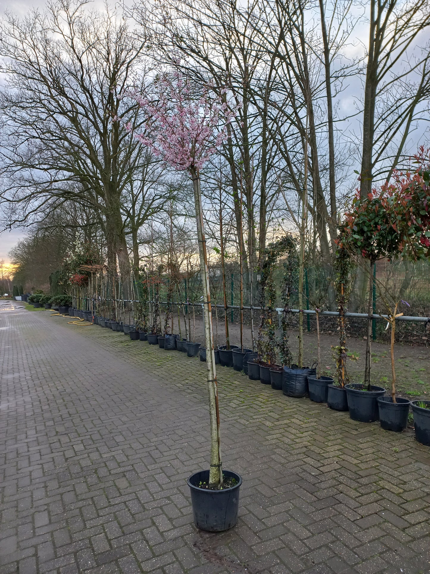 Prunus Subh. Autumnalis Sierkers hoogstam 200cm