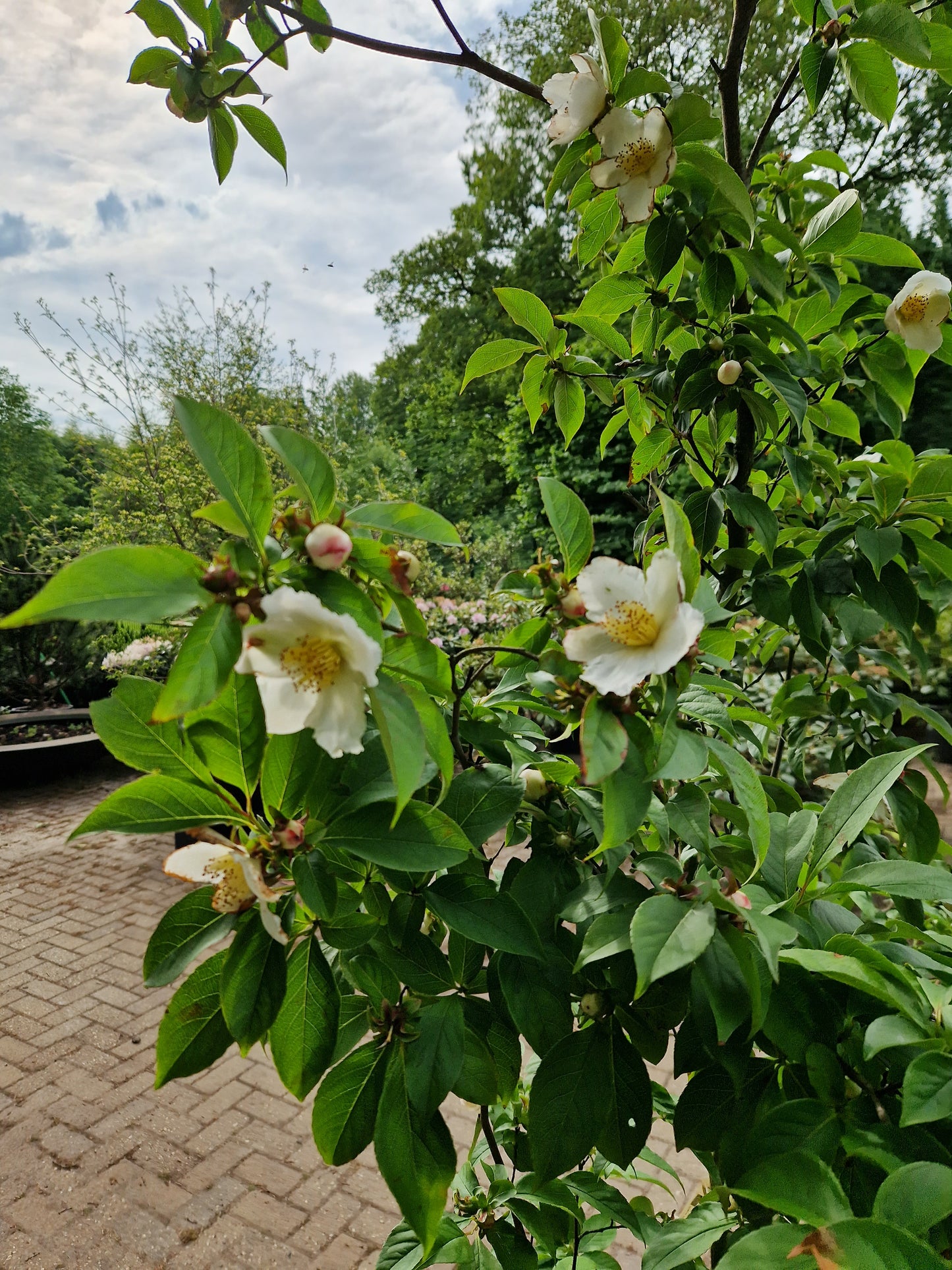 Stewartia Pseudocammelia schijncamelia