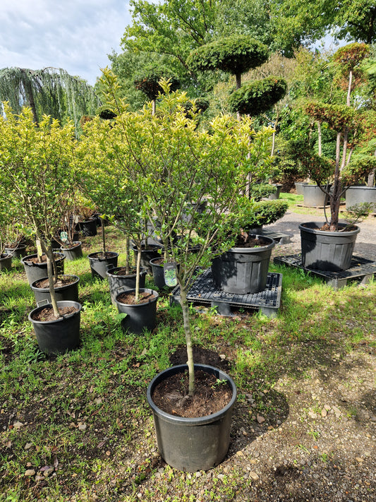Ligustrum ovalifolium Aureum Liguster op stam 80cm Dikstammig