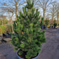 Pinus heldrechii Malinki Bosnische pijnboom 175-200cm