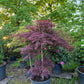 Acer palmatum Crimson Queen Japanse esdoorn 175cm