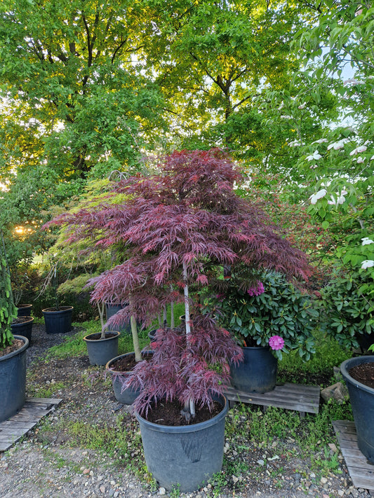 Acer palmatum Crimson Queen Japanse esdoorn 175cm