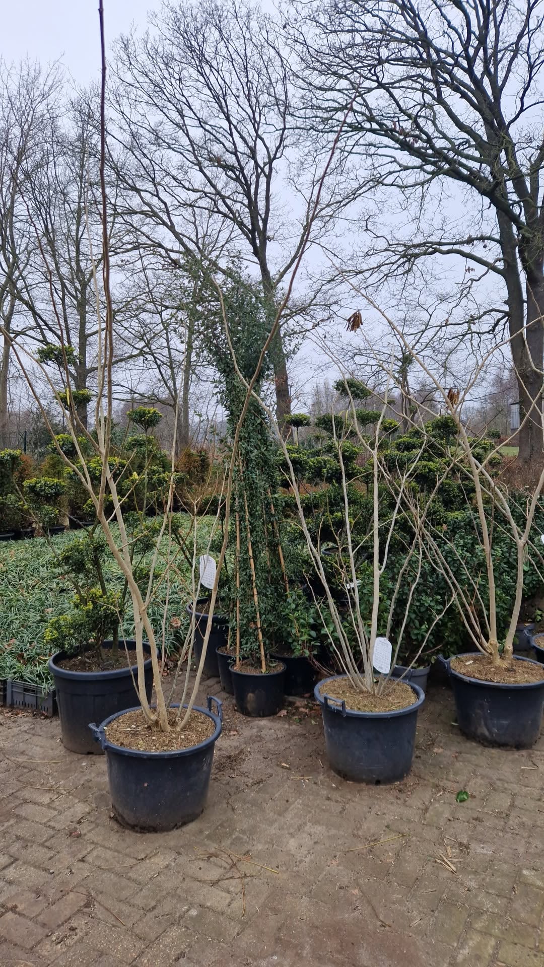 Albizia Julibrissin Ombrella Perzische slaapboom