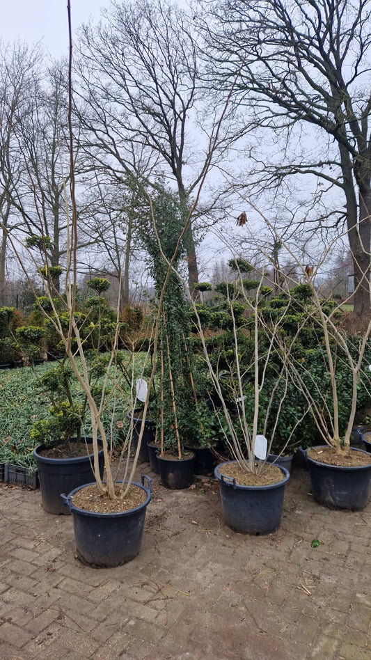 Albizia Julibrissin Ombrella Perzische slaapboom