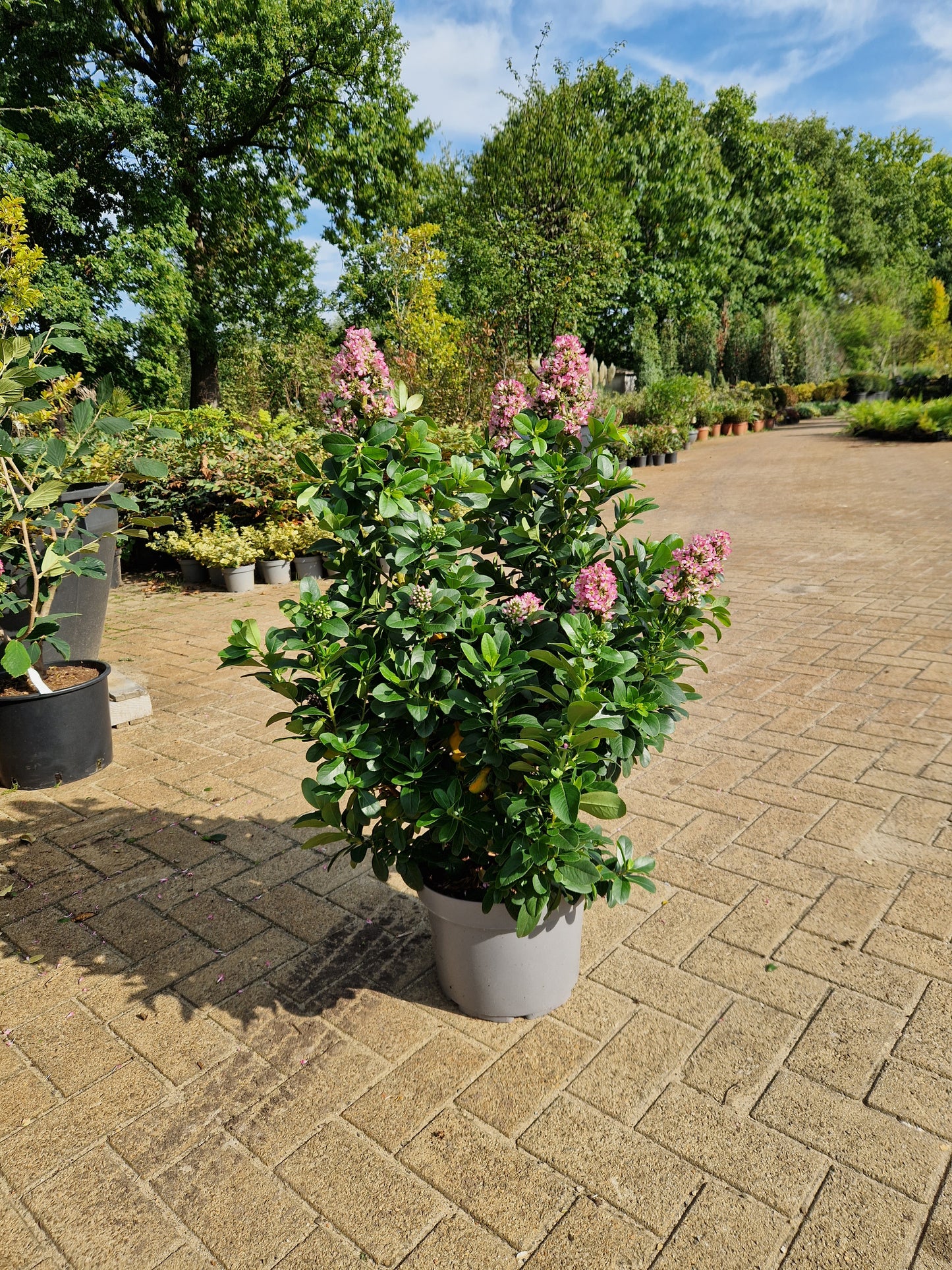 Escallonia laevis Pink Elle