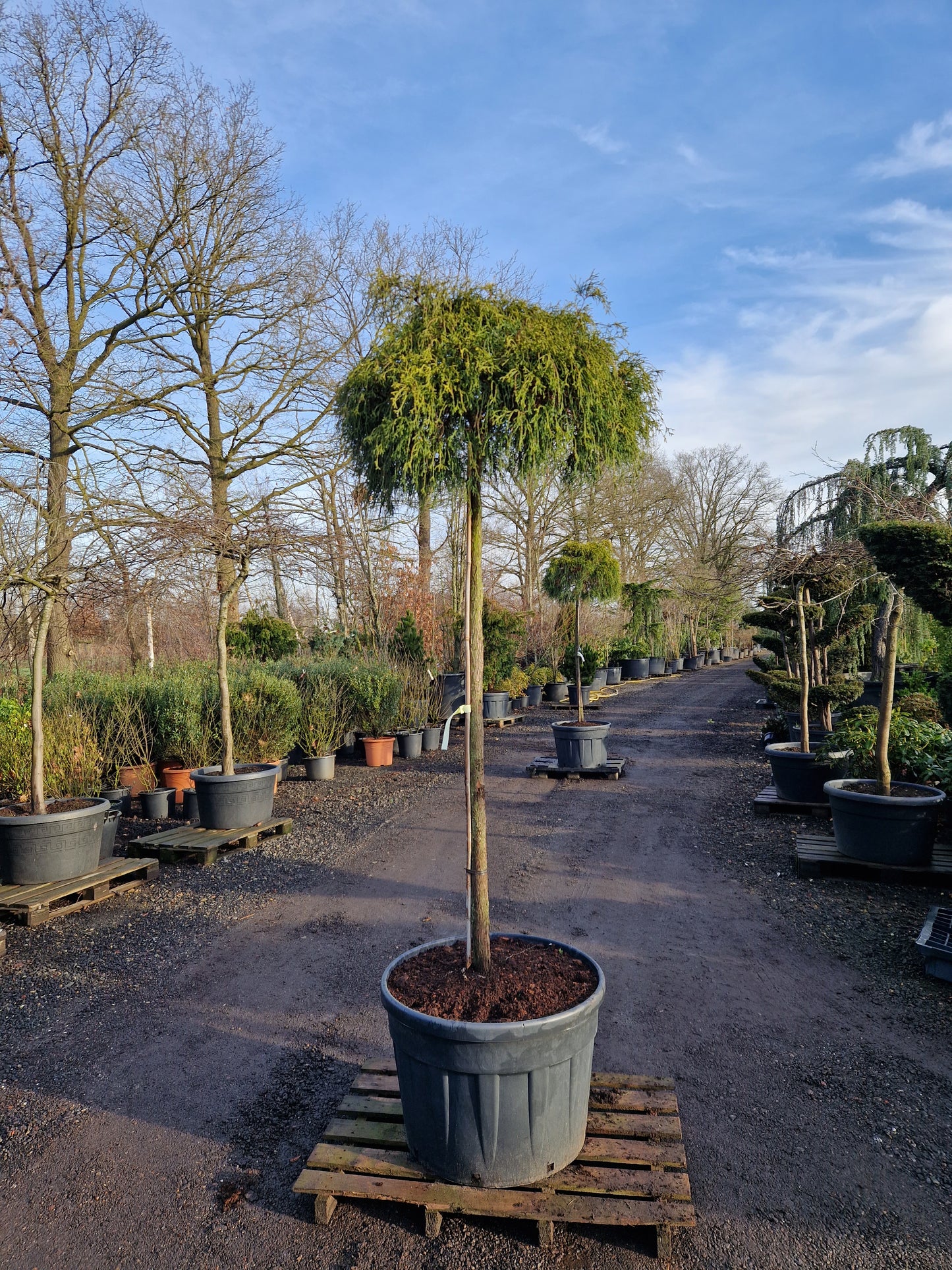 Chamaecyparis Pisifera Sungold Sawara Cypres op stam