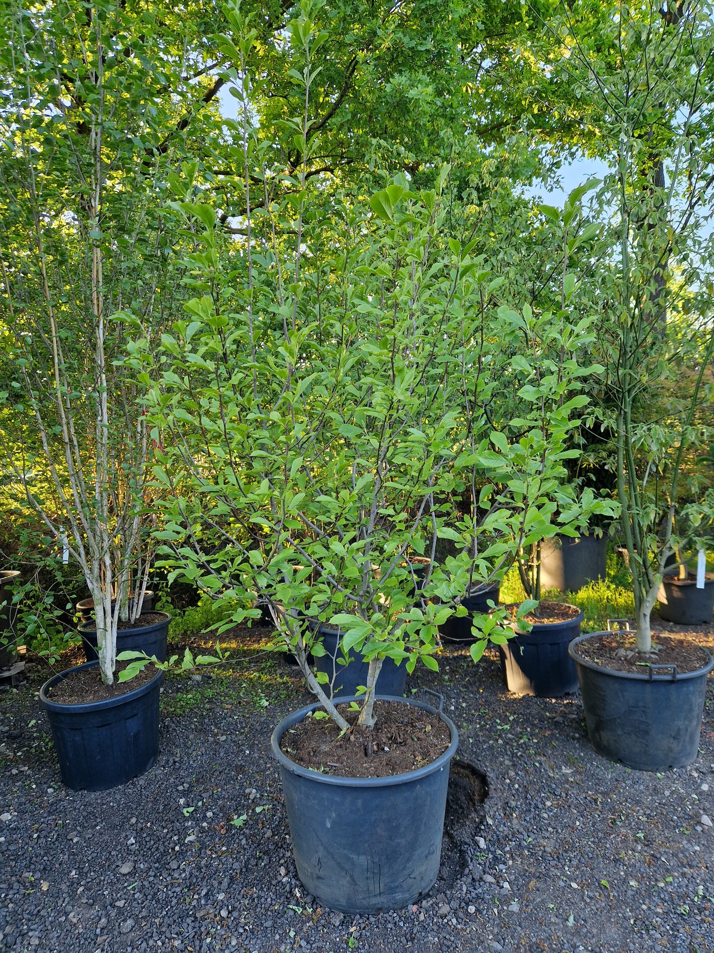 Magnolia soulangeana 200-250cm