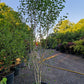 Betula utilis Doorenbos meerstammig