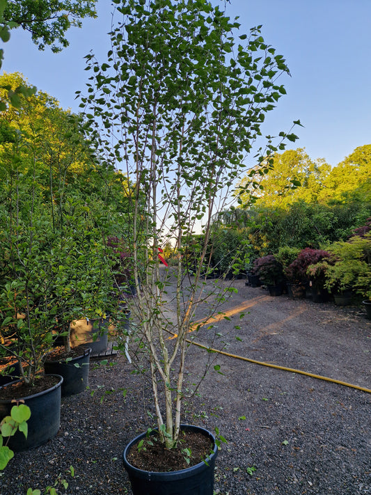 Betula utilis Doorenbos meerstammig