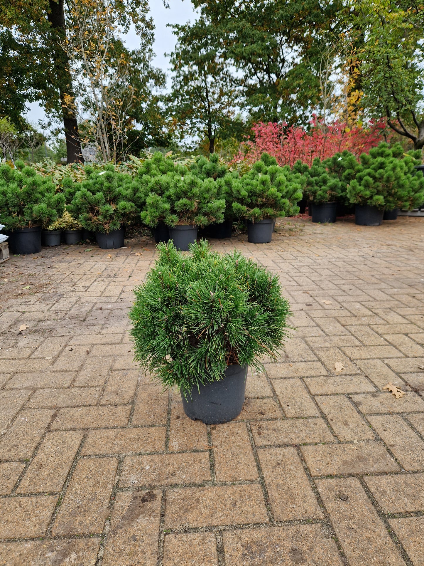 Pinus mugo Varella 30-35cm